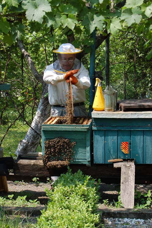 08-Bees