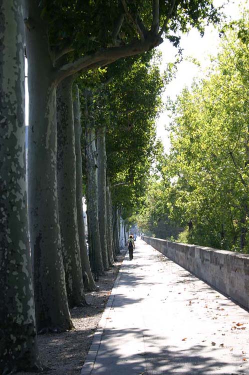 09-Trees